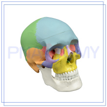 PNT-0153 lebensgroßes medizinisches anatomisches farbiges Schädelmodell